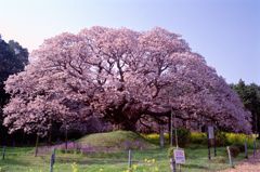 巨桜