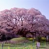 巨桜