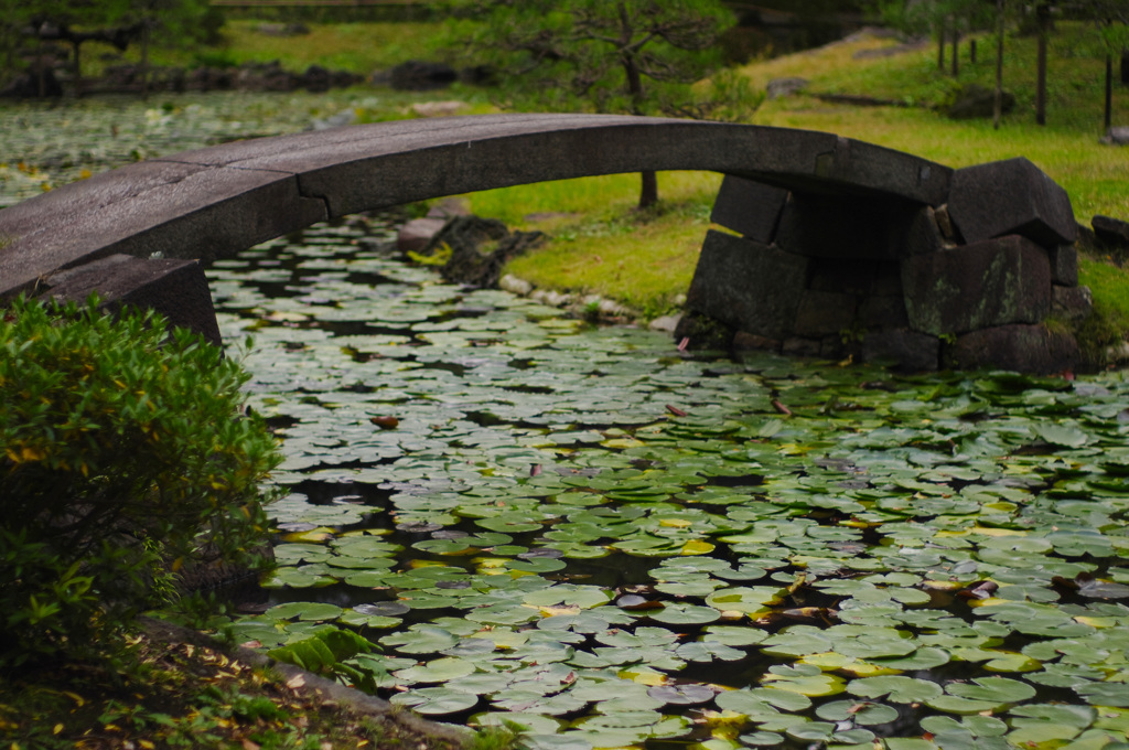 蓮池と橋