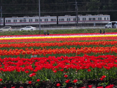 tulip train