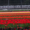 tulip train