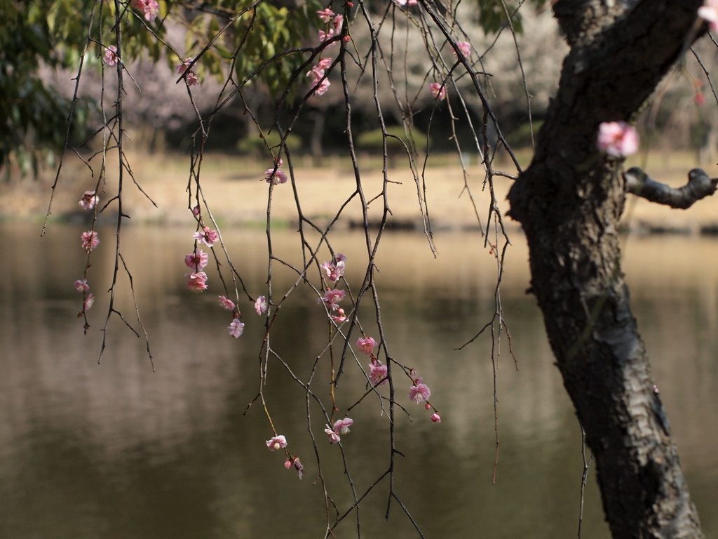水辺の梅花