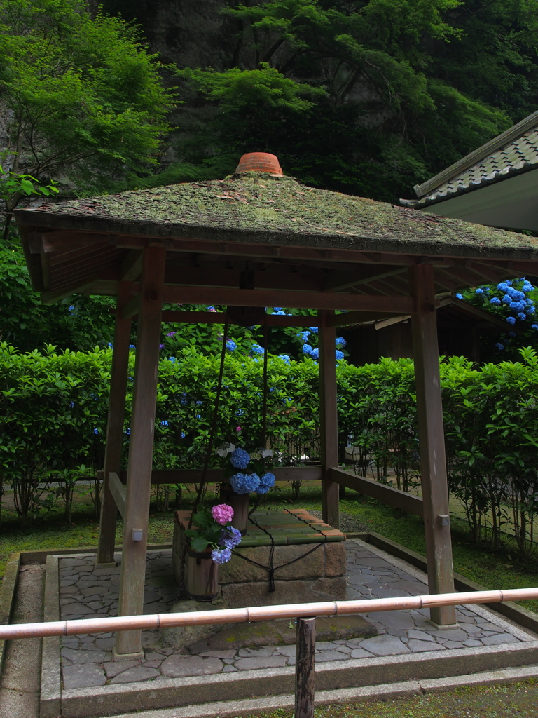 六月の明月院３