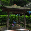 六月の明月院３