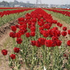 Red File