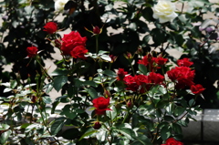 IMGP1178