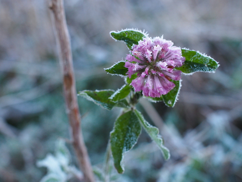 frozen flower