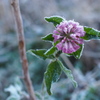 frozen flower