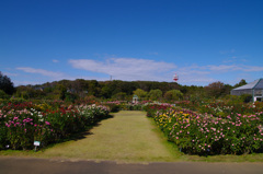 京成バラ園