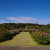 京成バラ園