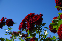 DEEP RED