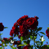 DEEP RED