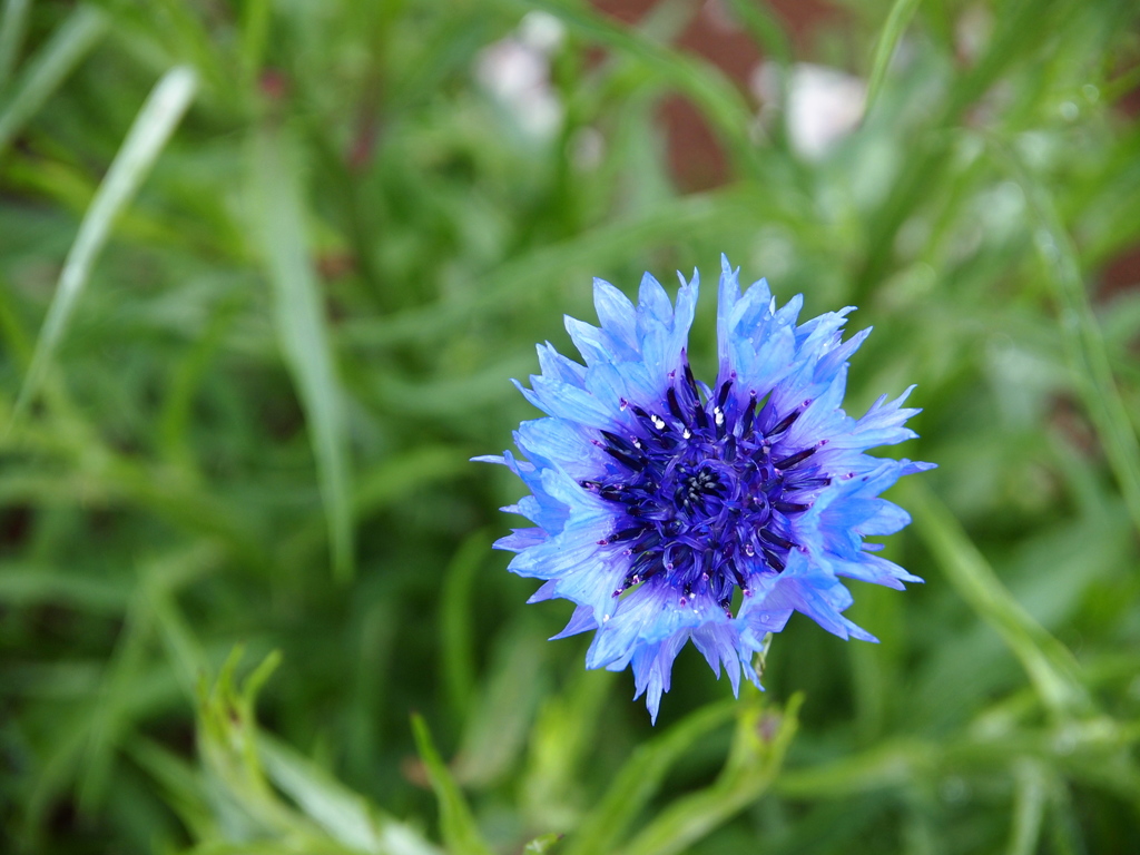 blue flame
