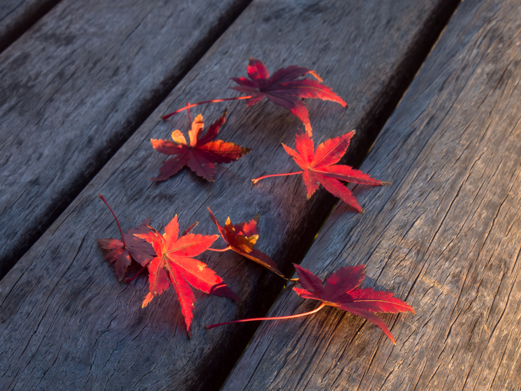 紅葉の終わりに