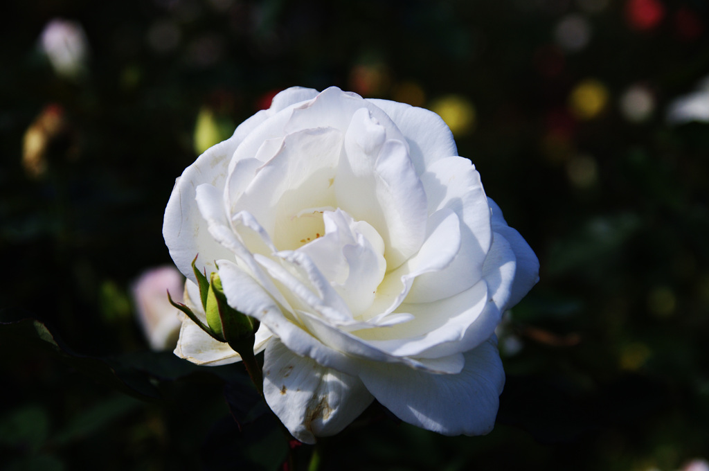 Pure White