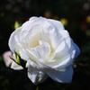 Pure White