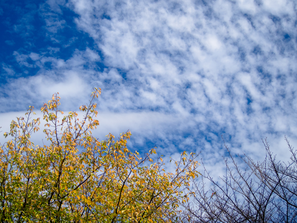 秋空