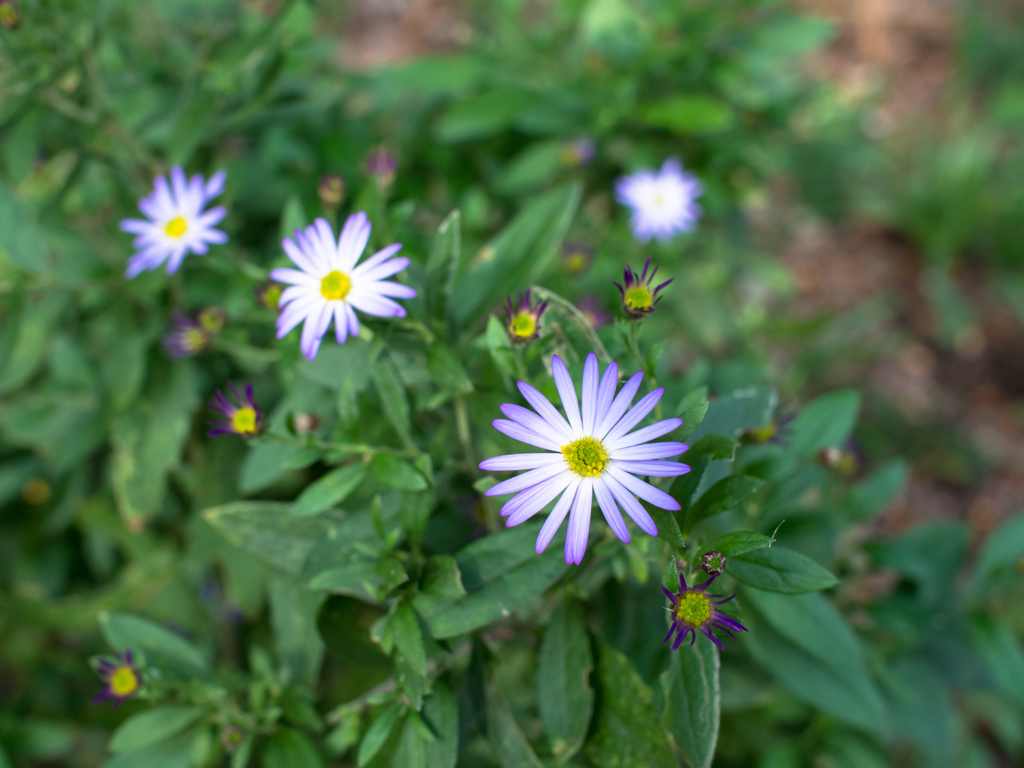 野紺菊