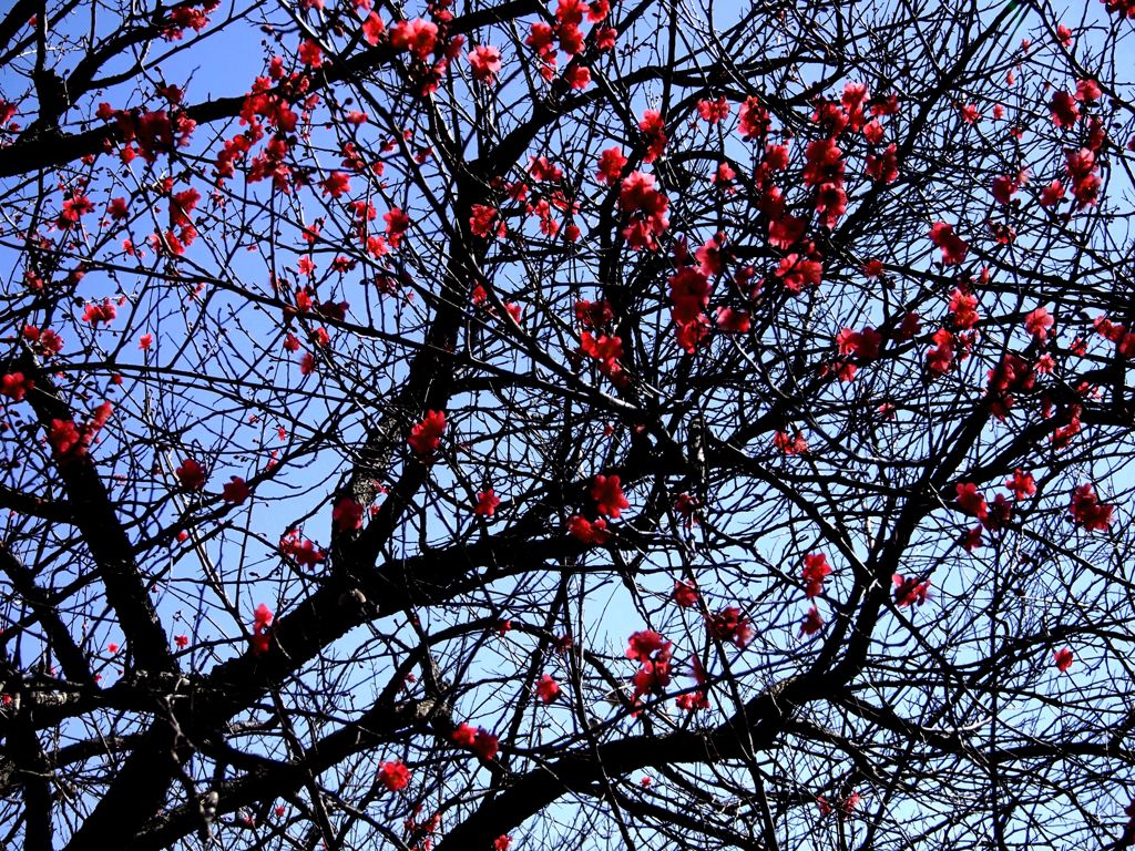 紅梅