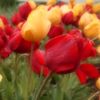 RED and YELLOW