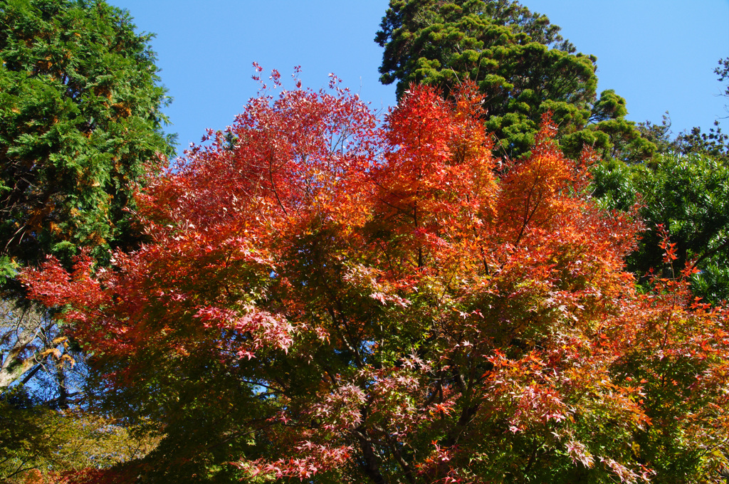 円覚寺の紅葉