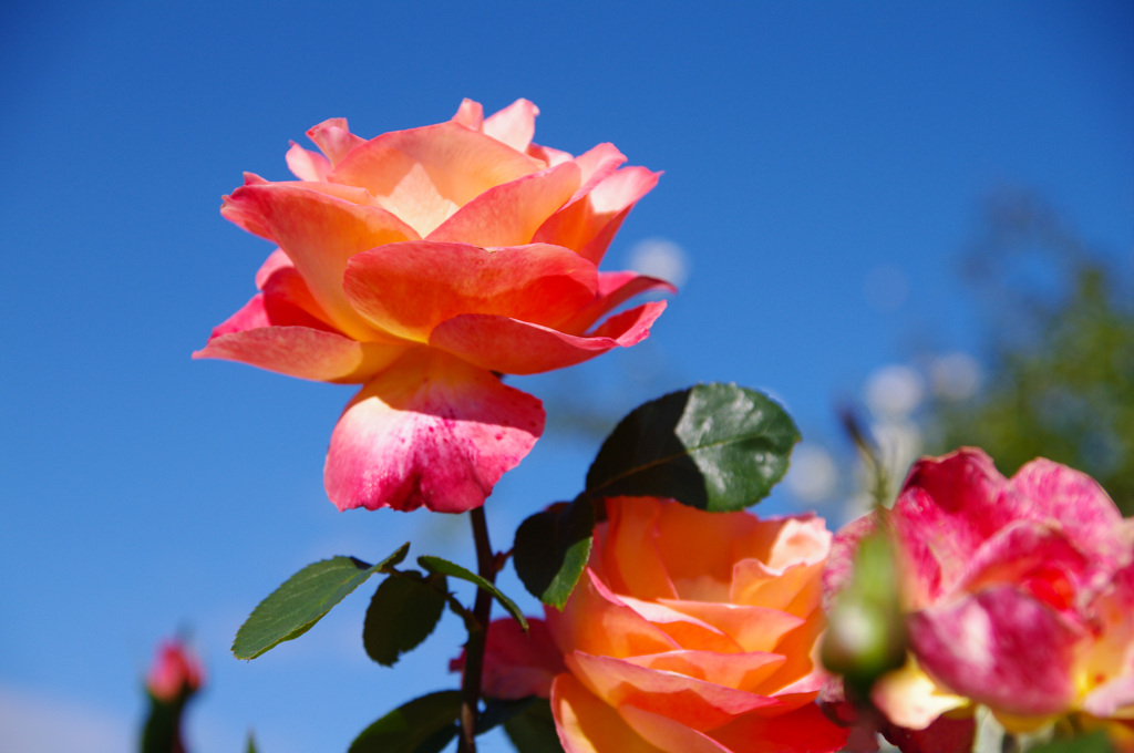 Peach Color
