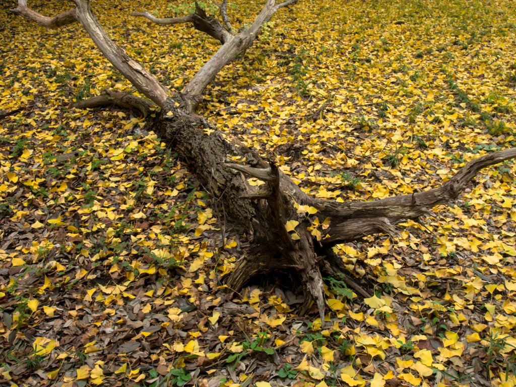 落ち葉と倒木