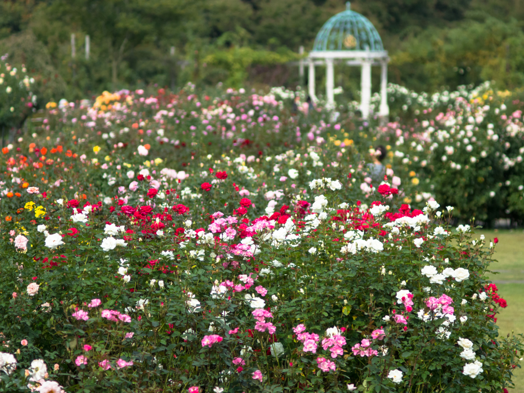 薔薇の園