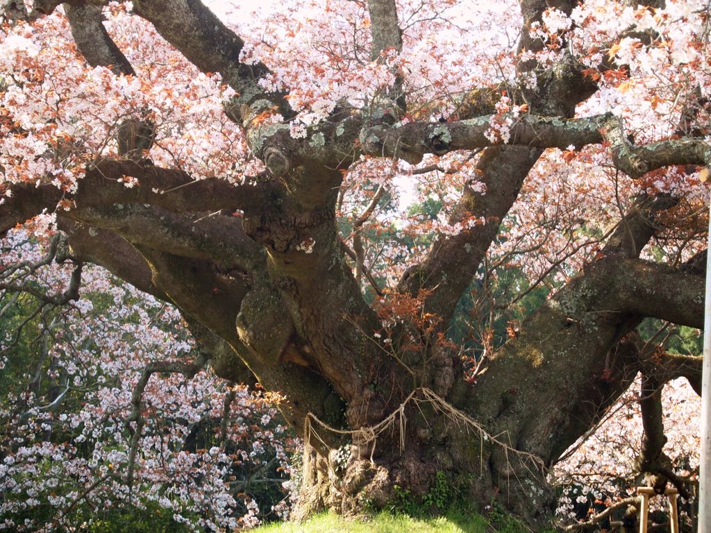 神の宿る木