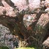 神の宿る木