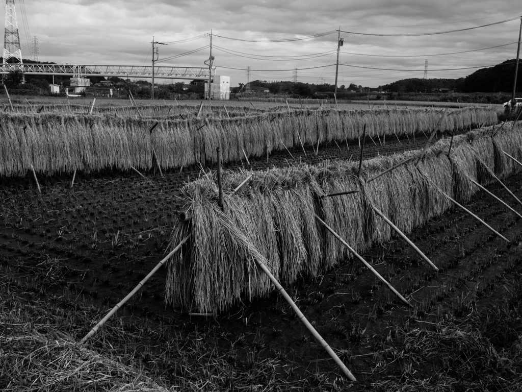 Harvest