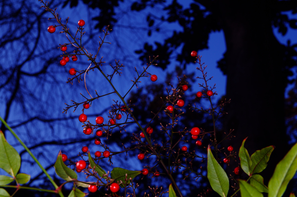 紅い実
