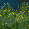 April flowers