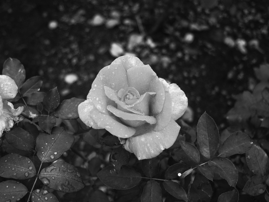 モノクロームの薔薇　３