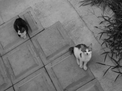 cats
