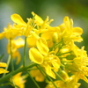 千葉の花