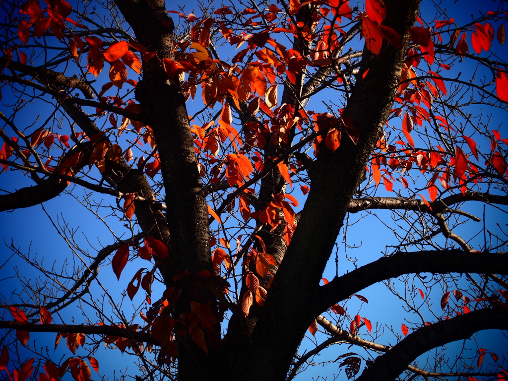 桜の樹