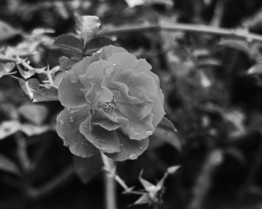 モノクロームの薔薇　２