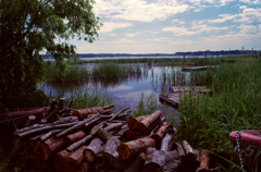 湖畔の材木