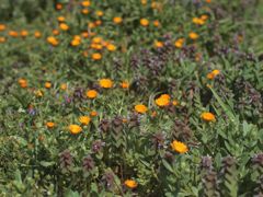 ヒメオドリコソウとオレンジ色の花