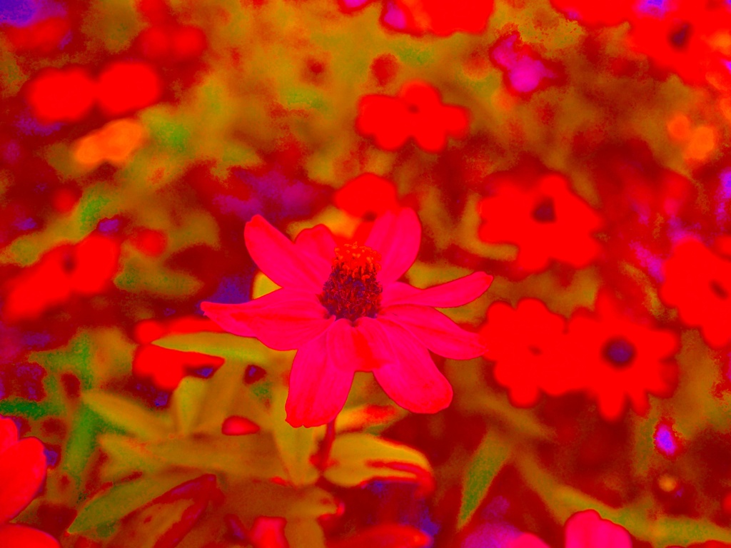 Flowers of romance