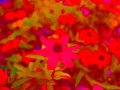 Flowers of romance