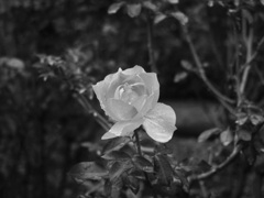 モノクロームの薔薇　１