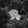 モノクロームの薔薇　１