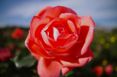 The Rose