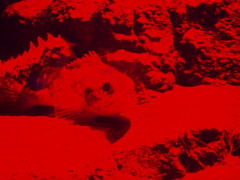 深海魚