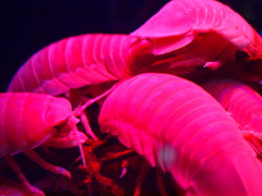 オオグソクムシ