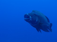 でたっ!!!