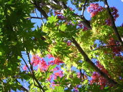 紅葉５　薬師池公園20121104