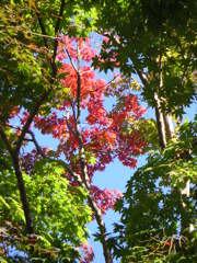 紅葉６　薬師池公園20121104